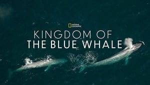 Zdjęcie Królestwo płetwala błękitnego