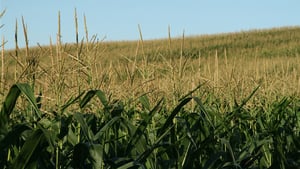 Zdjęcie Dzieci kukurydzy 6: Powrót Isaaca