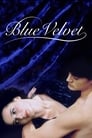Plaktat Blue Velvet