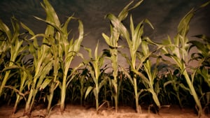 Zdjęcie Dzieci kukurydzy 7: Objawienie