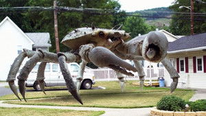 Zdjęcie Królowa krabów