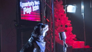 Zdjęcie Pop Star Puppy