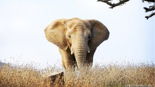 W obronie słoni w HBO GO