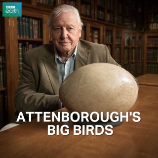 Attenborough wśród nielotów w Showmax