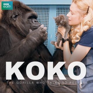 Koko: Rozmowy z gorylem w Showmax