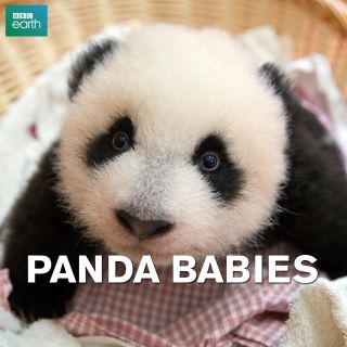 Panda Babies w Showmax